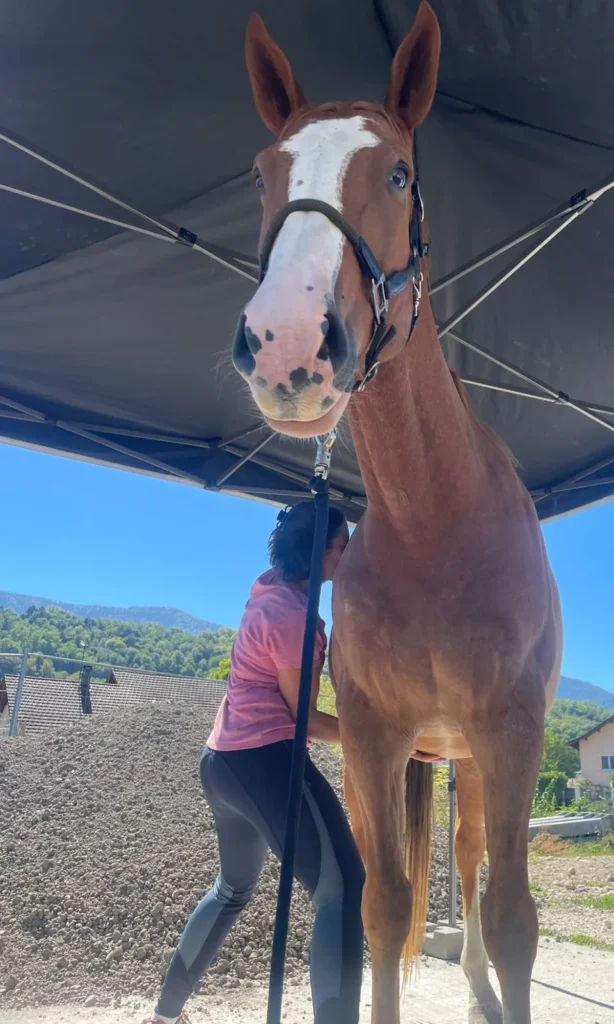 Ostéopathie à domicile pour les chevaux Cheval alezan détendu pendant une séance d'ostéopathie à domicile en Savoie
