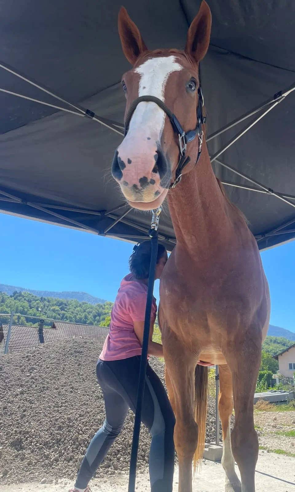 Ostéopathie à domicile pour les chevaux Cheval alezan détendu pendant une séance d'ostéopathie à domicile en Savoie