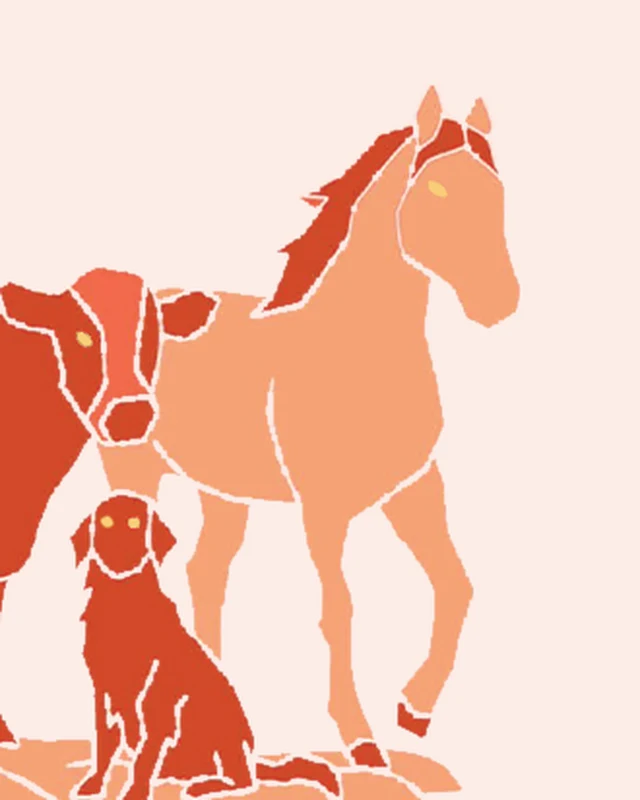 Illustration d’un cheval – ostéopathie équine Illustration – Chevaux