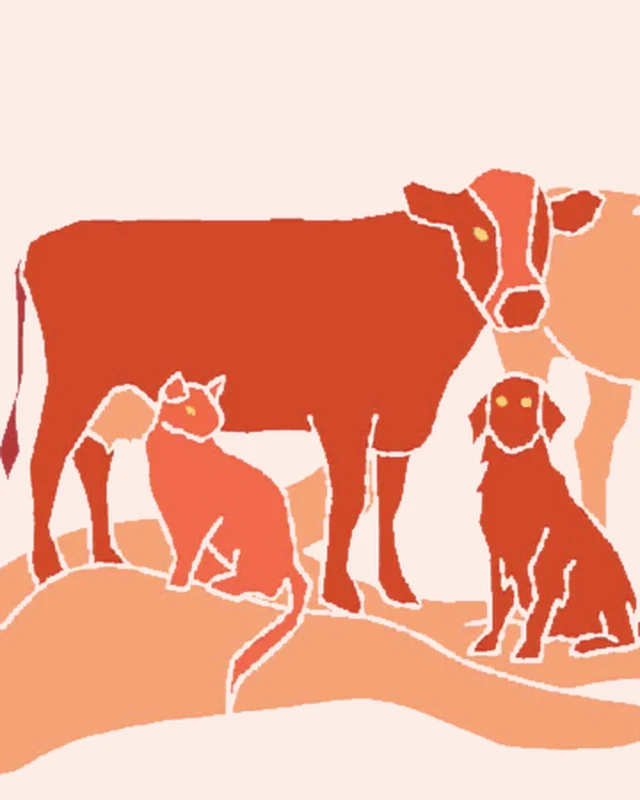 Illustration d’une vache – ostéopathie bovine Illustration – Bovins