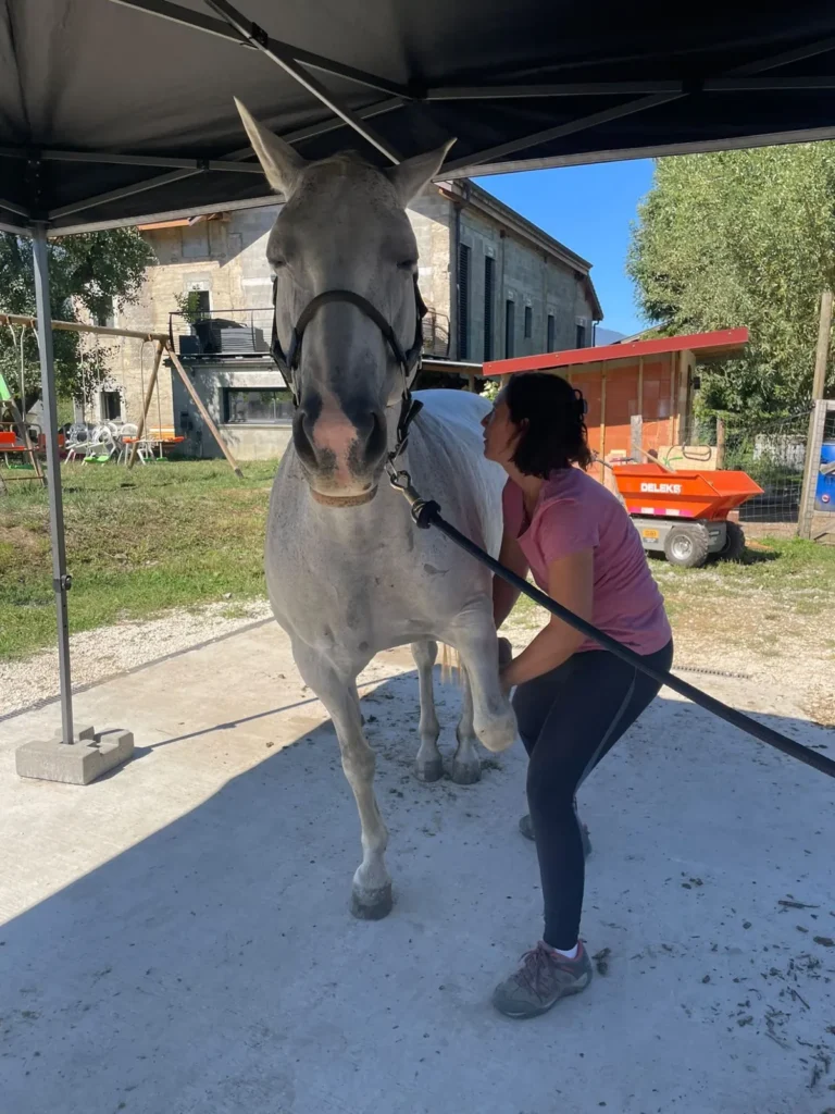Mobilisation d’un membre antérieur Mobilisation douce du membre antérieur d'un cheval gris lors d'une séance d'ostéopathie