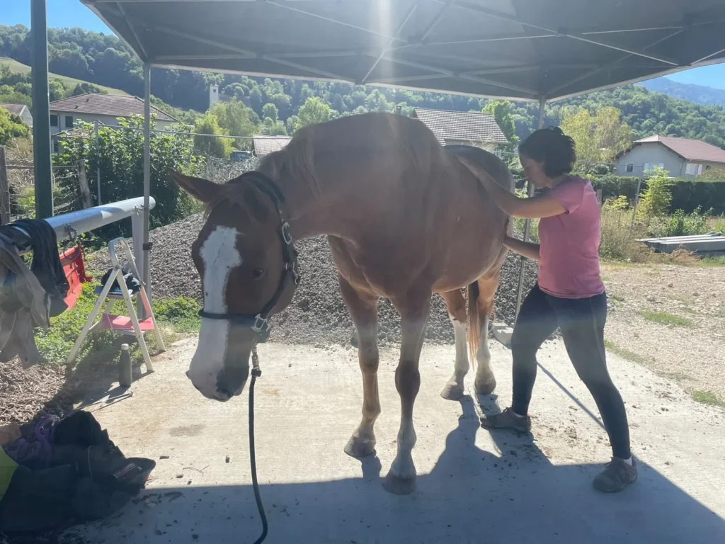 Ostéopathie équine en Savoie Léa Weinhard en séance avec un cheval alezan en Savoie