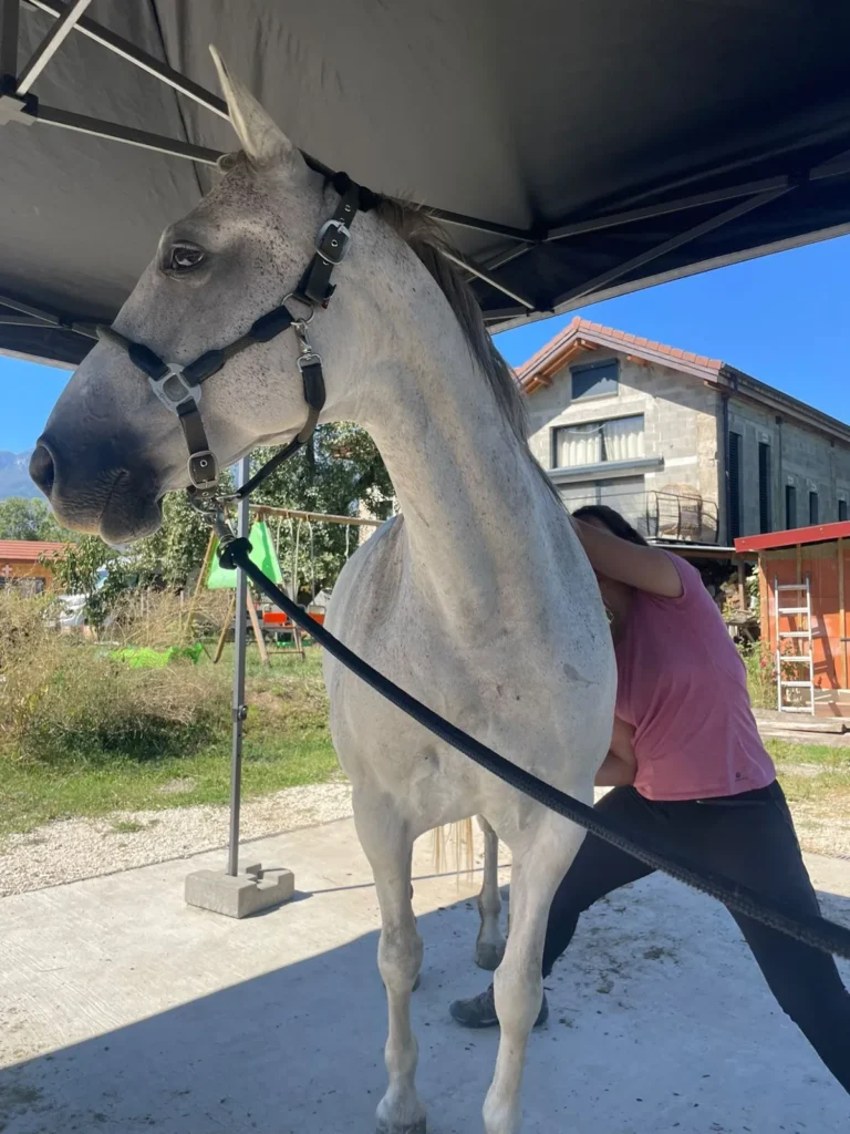 Travail ostéopathique sur l’encolure Séance d'ostéopathie sur un cheval gris