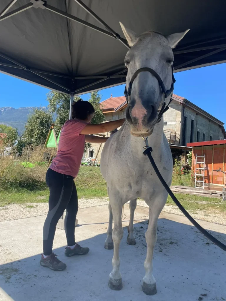 Ostéopathie vétérinaire sur un cheval gris Léa Weinhard examine l'épaule d'un cheval gris