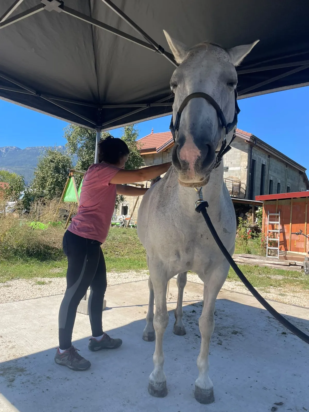 Ostéopathie vétérinaire sur un cheval gris Vétérinaire ostéopathe travaillant sur l'épaule d'un cheval gris