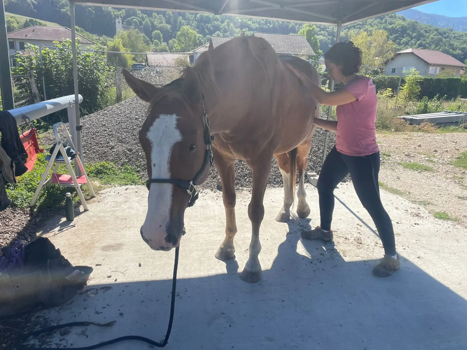 Séance d’ostéopathie sur un cheval Séance d'ostéopathie vétérinaire sur un cheval alezan près de Montmélian